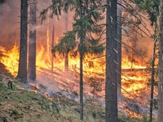 Bild: Die aktuelle Hitze erhÃ¶ht die Waldbrandfgefahr. (Foto. Pixabay)          					                    