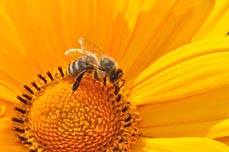 Bild: Der Schutz von Insekten ist das Hauptthema beim diesjÃ¤hrigen Tag der Umwelt. (Foto: Pixabay) 				                    					                    